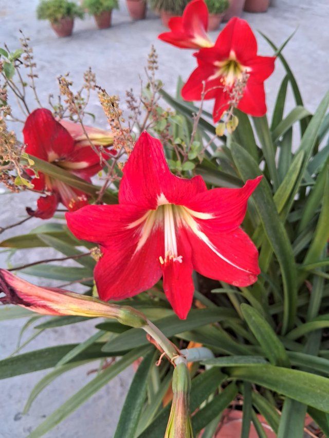 Red Hibiscus flower 3.jpg