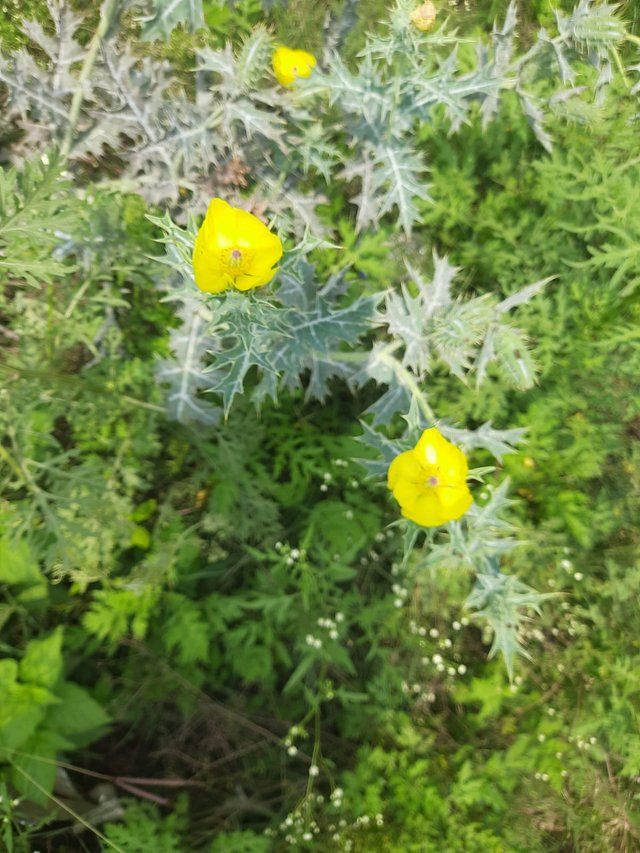 Mexican  flower 3.jpg