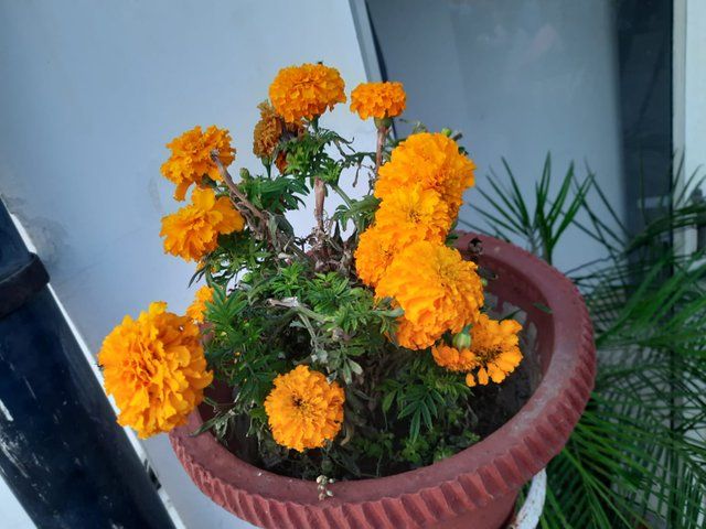 Bright Orange Marigold 4.jpg