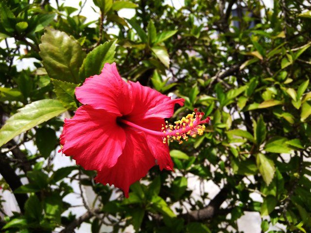 Hibiscus flower 1.jpg