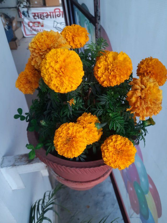 Bright Orange Marigold 2.jpg