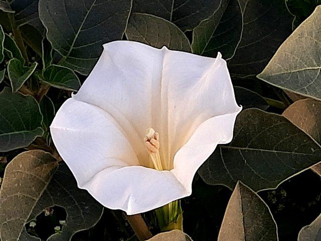 Jimsonweed flower 1.jpg