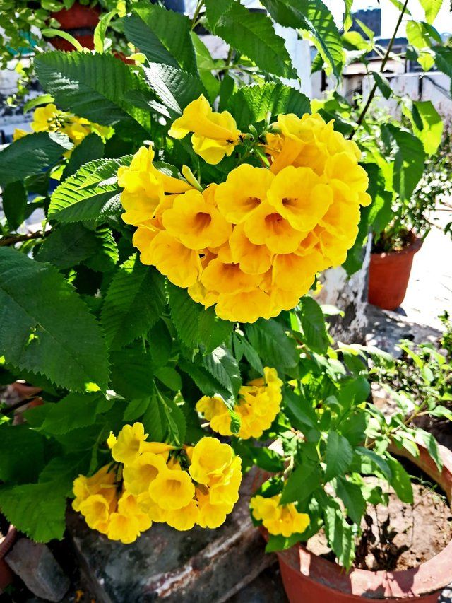 Yellow bells 5.jpg