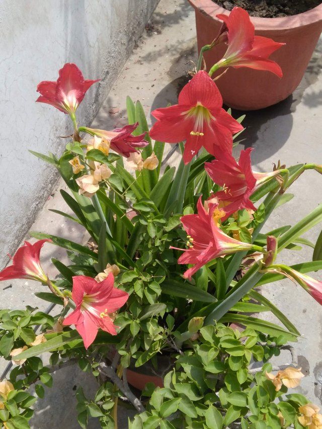 Amaryllis flower 1.jpg