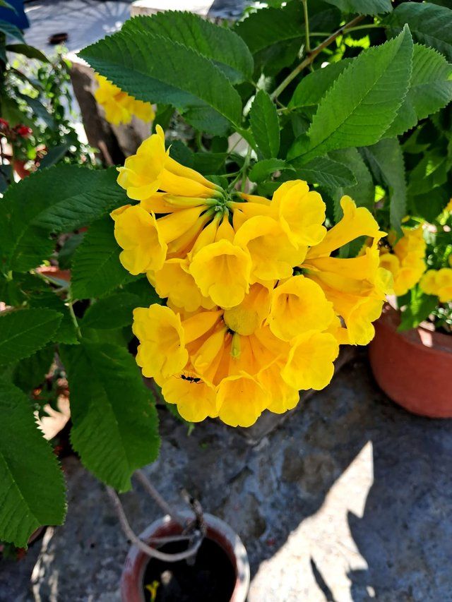 Yellow bells 3.jpg