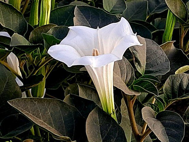 Jimsonweed flower 3.jpg