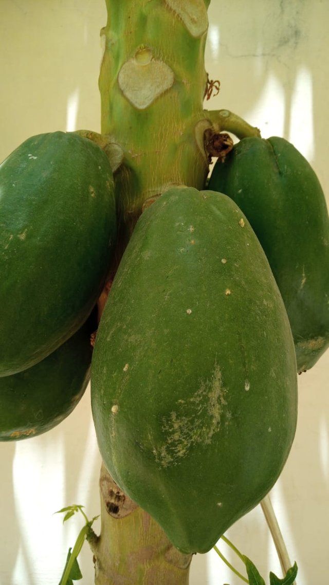 papaya fruit 2.jpg