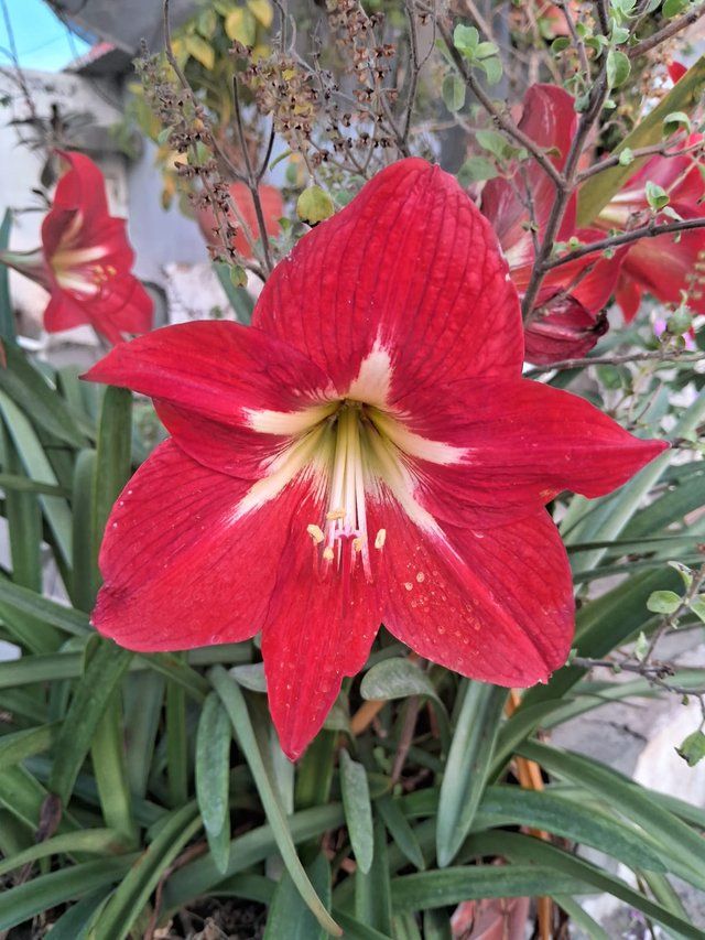 Red Hibiscus flower 4.jpg