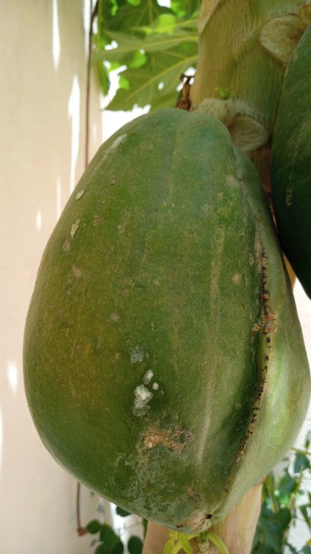 papaya fruit 3.jpg