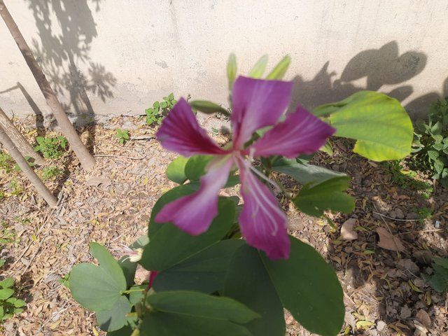 Bauhinia flower plant 4.jpg