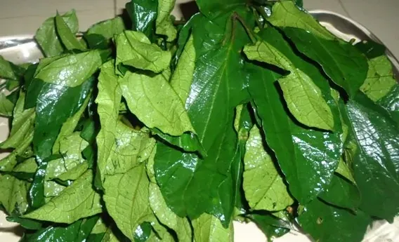 ugu-leaf.webp