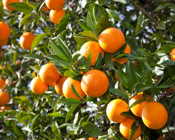 orange-tree-citrus-x-sinesis-157524538-istock.jpg