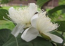 Guava_flowers_(6700015761).jpg