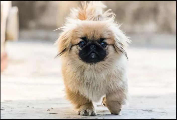 sacame pekines.JPG