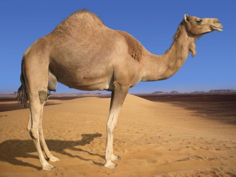 Camel-768x576.jpg