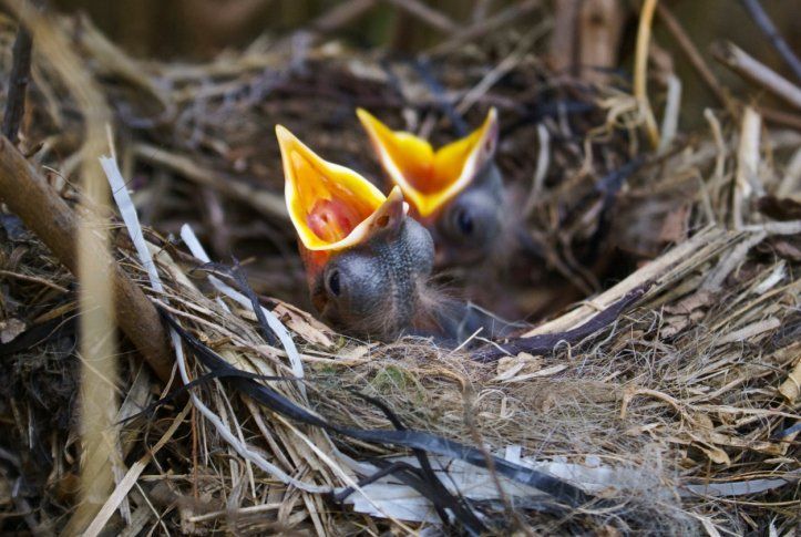 baby_birds_in_nest_hungry.jpg