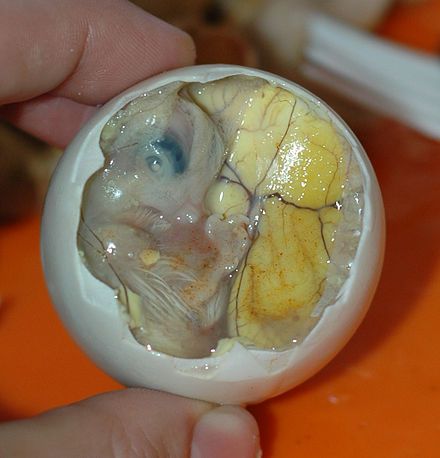 440px-Inside_a_Balut_-_Embryo_and_Yolk.jpg