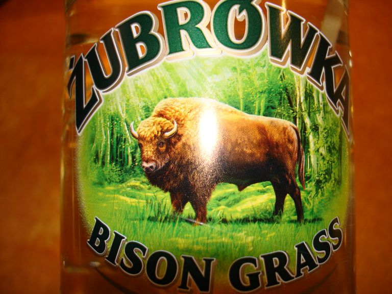 bison_grass.JPG