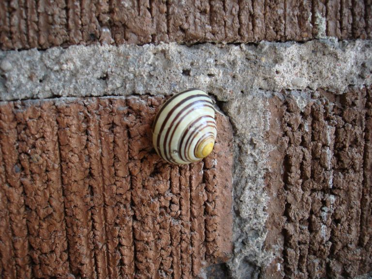 snail.JPG