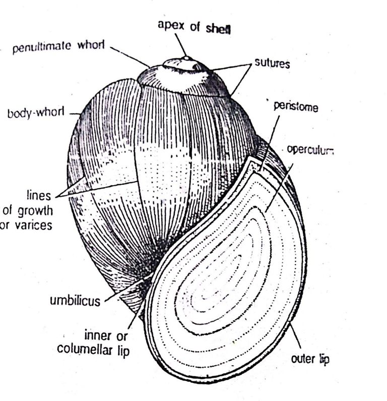 External Morphology of Pila 1.jpg