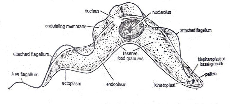 General Characteristics of Trypanosoma1.jpg