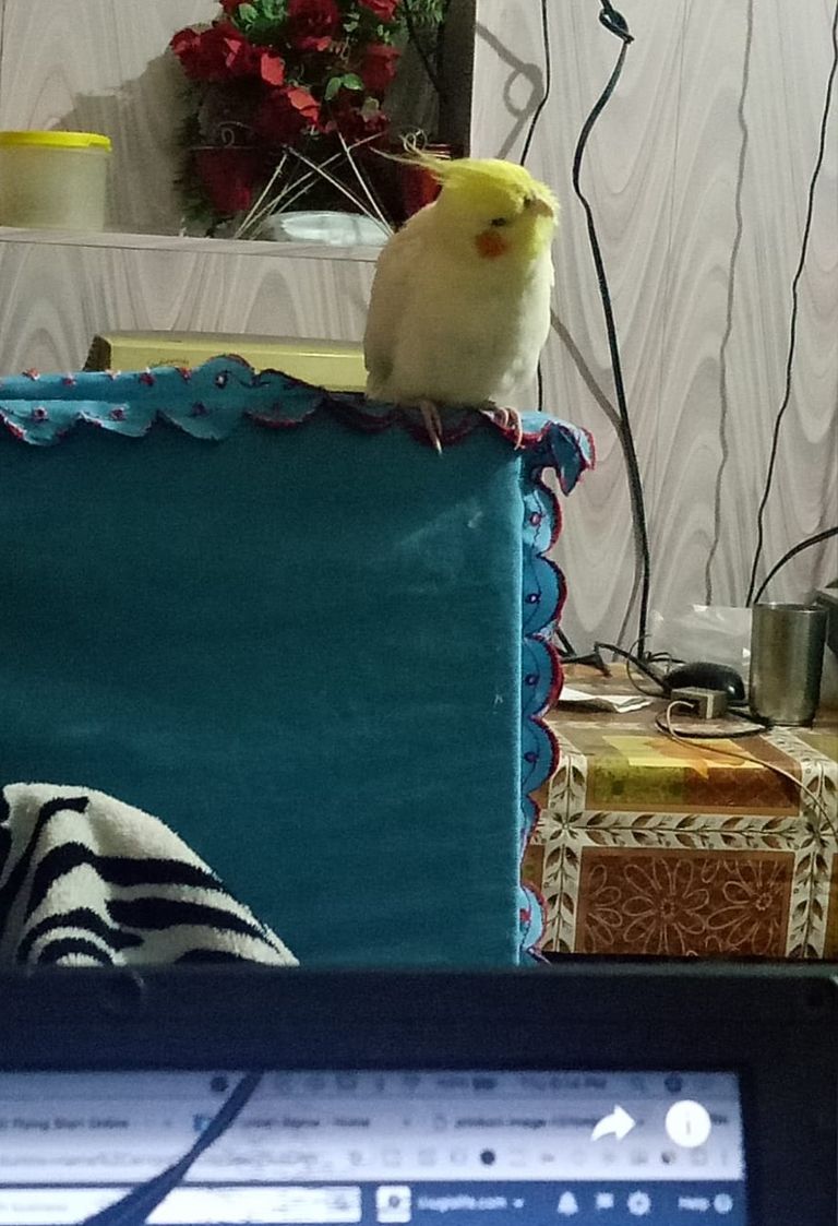 Cockatiel (4).jpeg