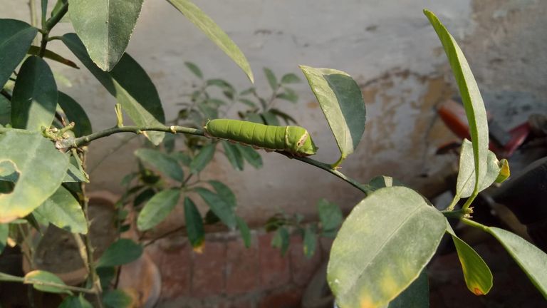 Caterpillar (2).jpeg