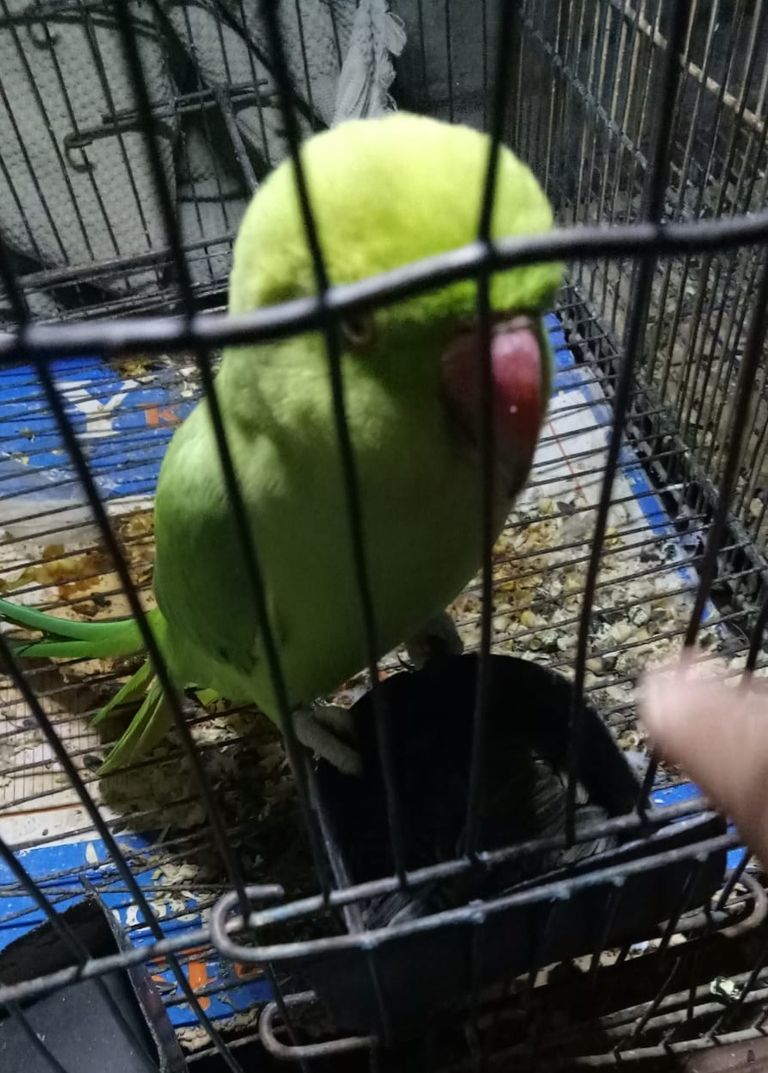 Parrot (2).jpeg