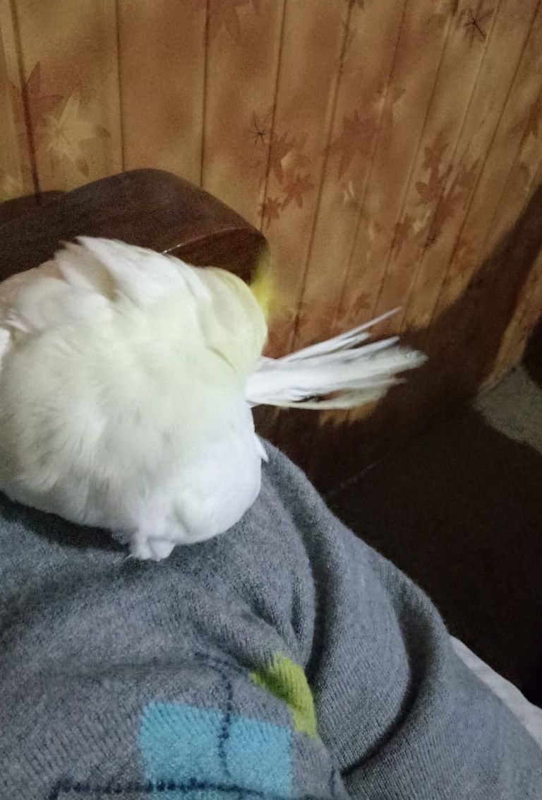 Cockatiel (3).jpeg