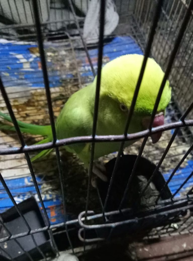 Parrot (1).jpeg