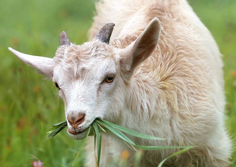 goat-1596880_1280.jpg