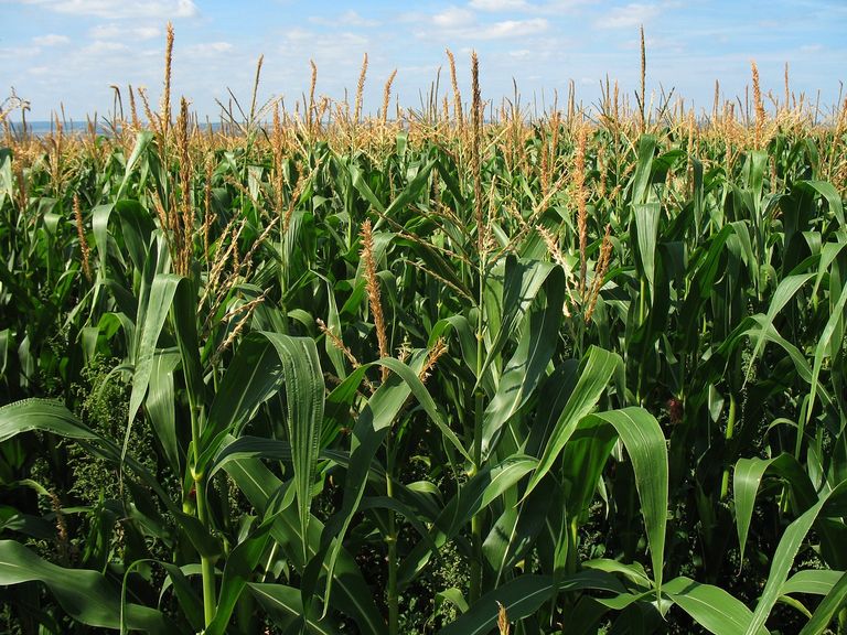 corn-field-1935_1280.jpg