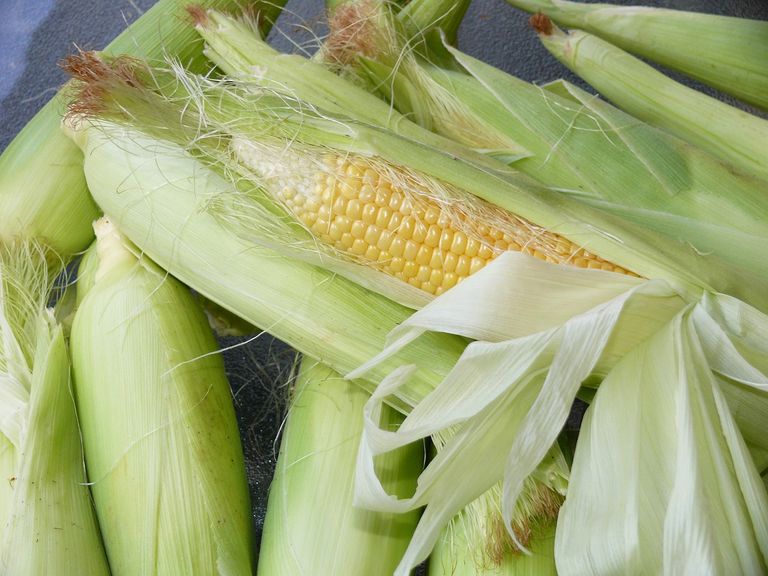 corn-776559_1280.jpg