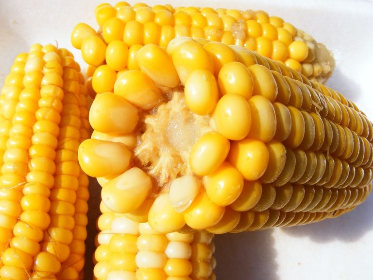 corn-87332_1280.jpg