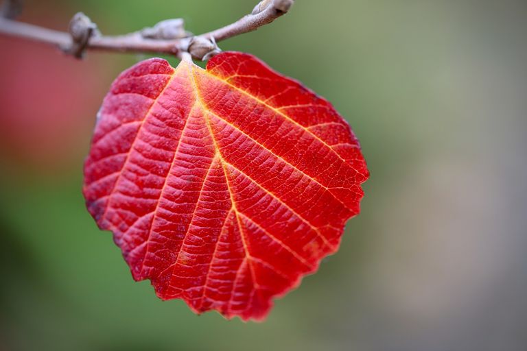 red-leaf-8319391_1920.jpg