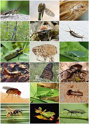 Insecta_Diversity.jpg