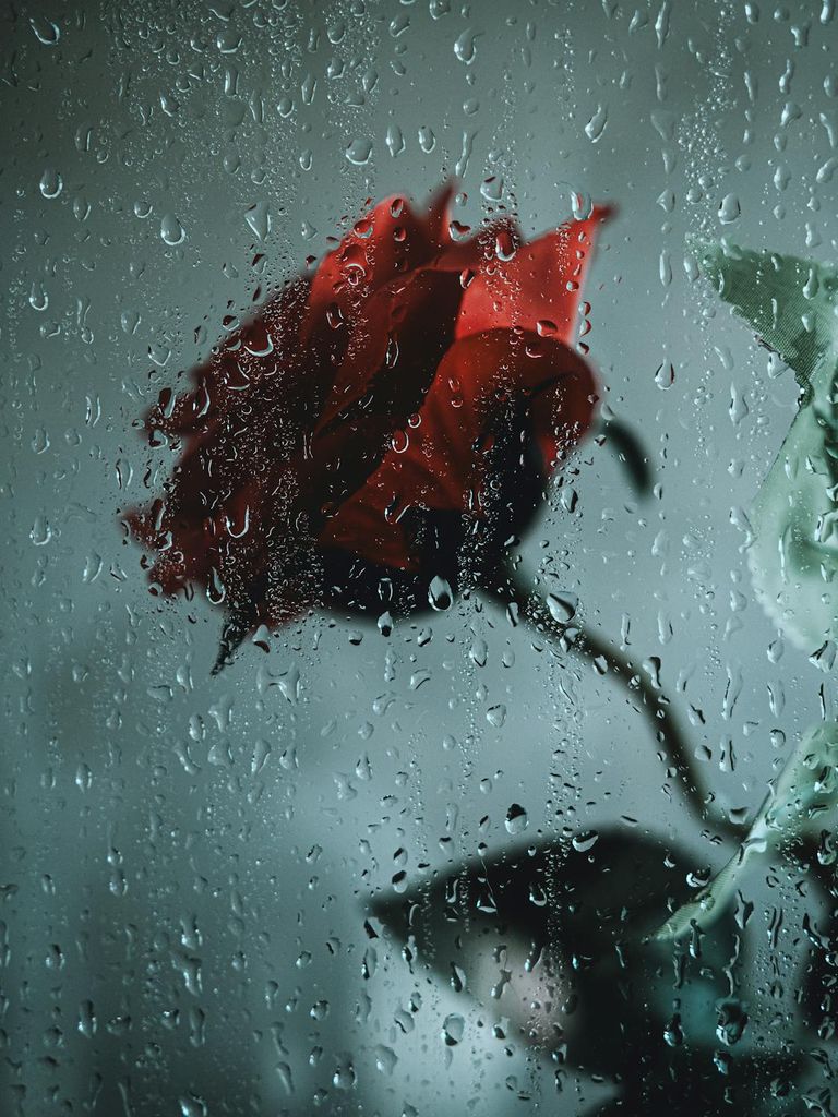 free-photo-of-red-rose-behind-wet-window.jpeg