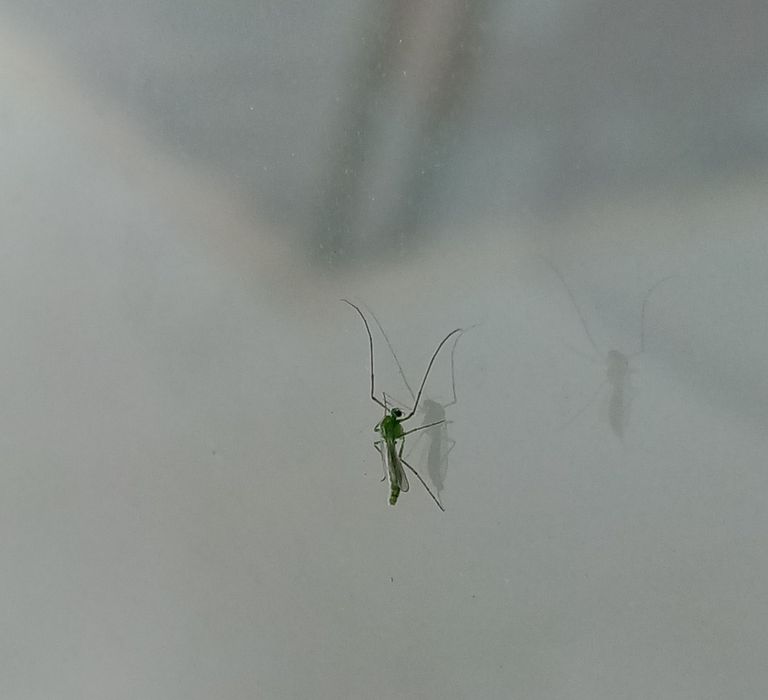 mosquito_verde_1.jpg