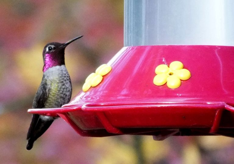 CT0002-Hummingbird.JPG