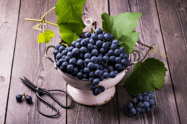 10-काले-अंगूर-खाने-के-फायदे-10-benefits-of-eating-black-grapes-in-hindi.png