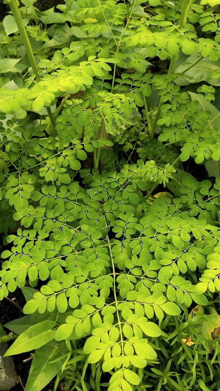 moringa-oleifera-4524611_1280.jpg