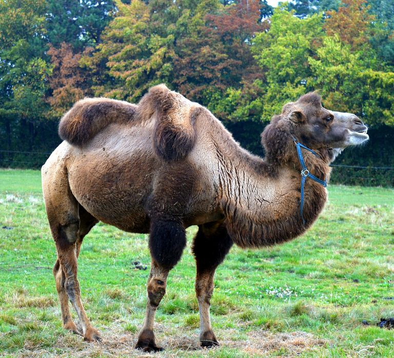 camel-1685659_1280.jpg