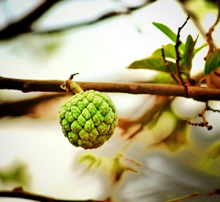 sugar-apple-7155045_1280.jpg