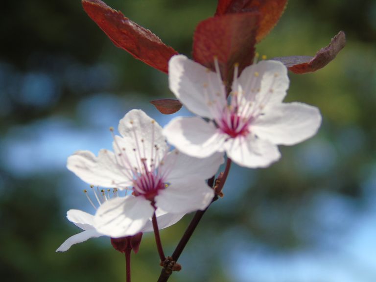 fleurs (1).JPG