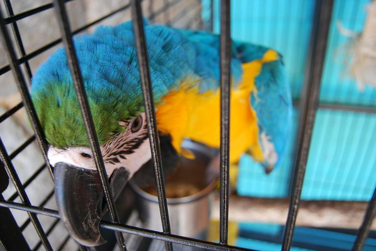 parrot-276927_1280.jpg