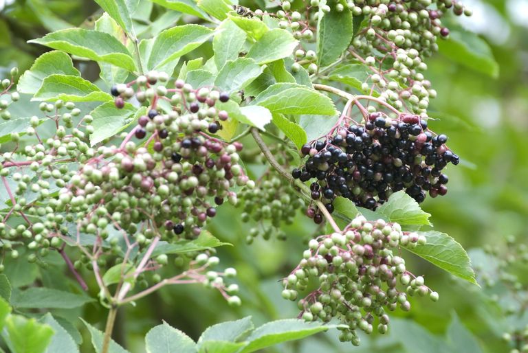 elderberry-bush.jpg