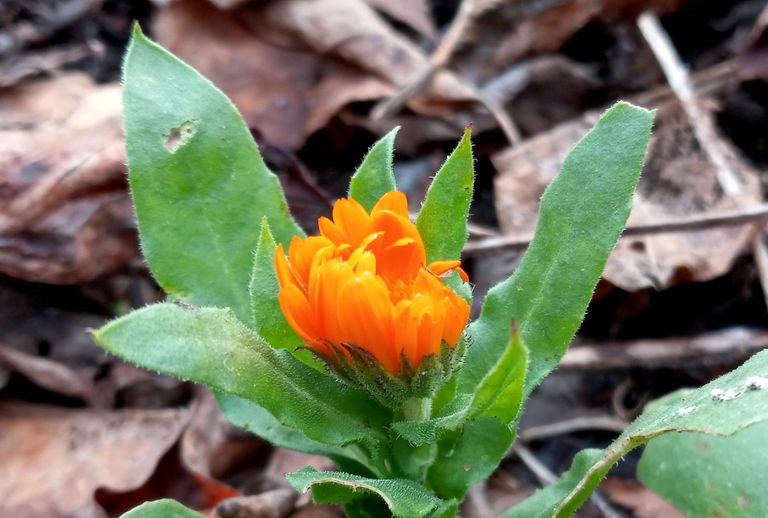 BL0052-Calendula.jpg