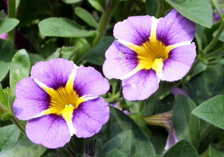 BL0056-Petunias.jpg