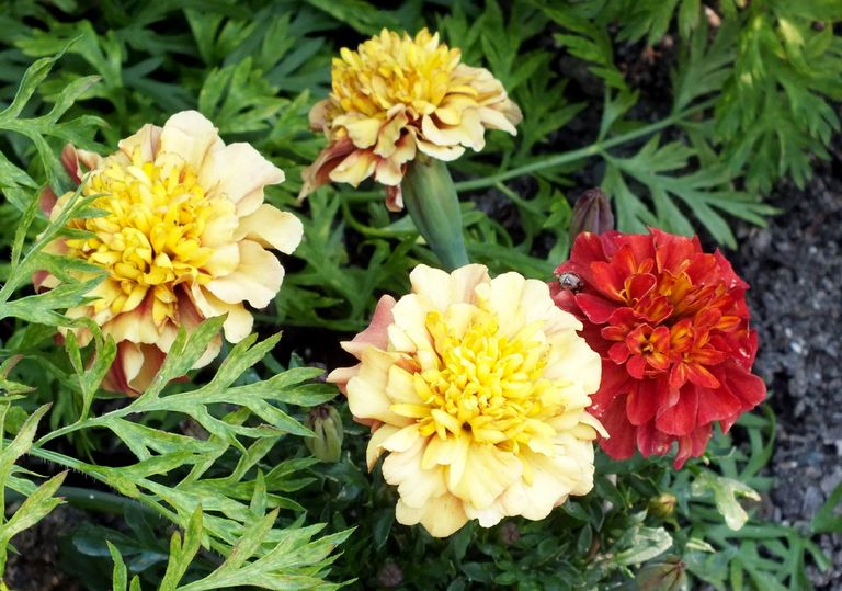 BL0020-Tagetes.jpg