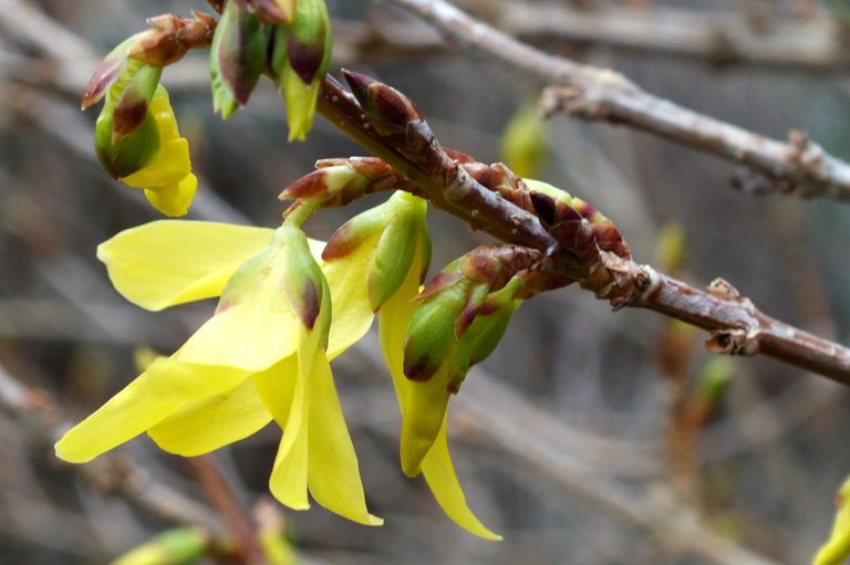 BL0050-Forsythia.jpg